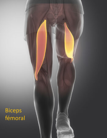 Biceps femoris - human muscle anatomy