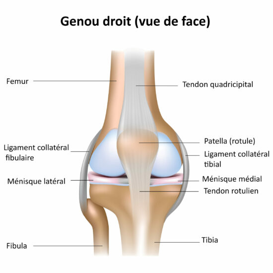 Knee joint anatomy labeled.