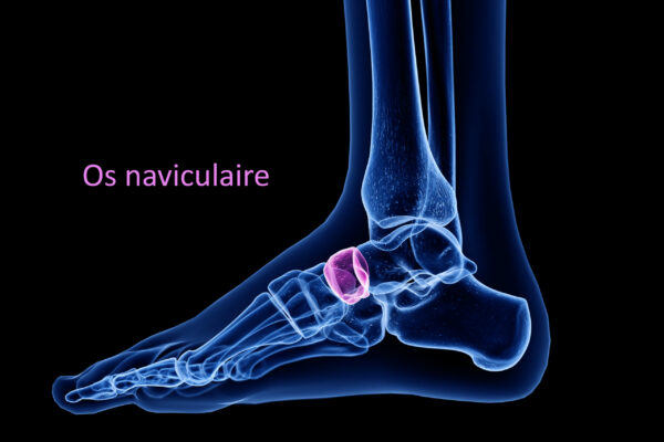 3d rendered medically accurate illustration of the navicular bone
